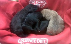 all paws pet emergency hospital