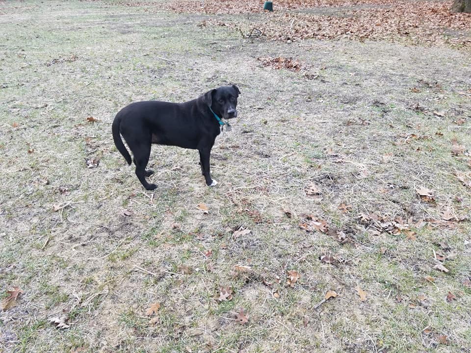 Top Rated Pet Boarding Miller Place, NY AllPet Groomery