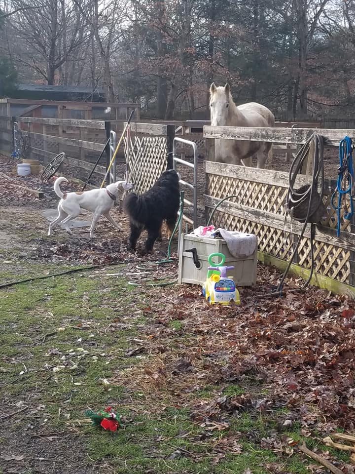 Top Rated Pet Boarding Miller Place, NY AllPet Groomery