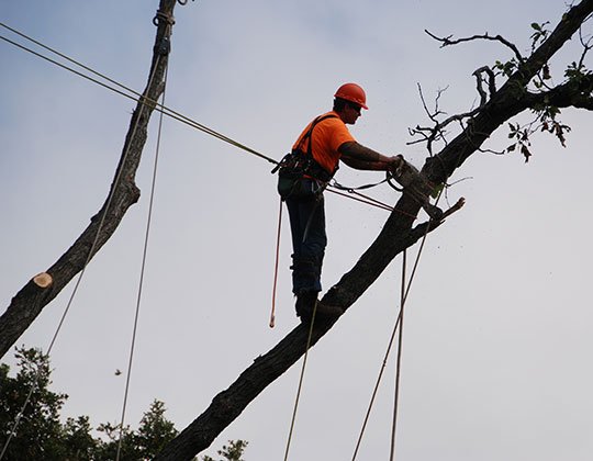 removal stirling tree