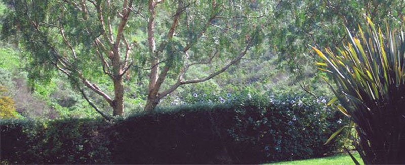 Sam's Tree Service & Landscaping