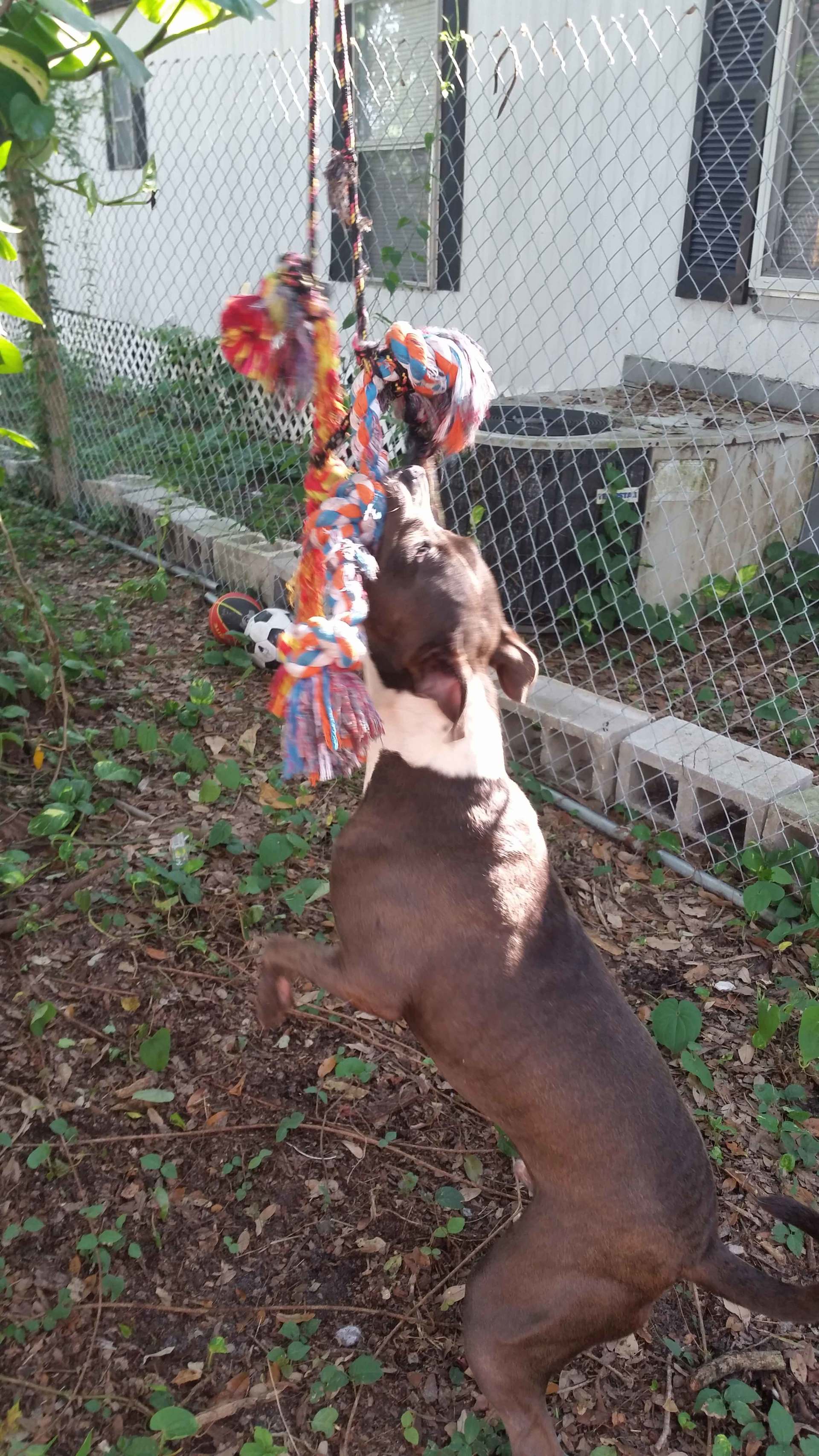 Adoptable Pets - Tampa, FL - Groomingdales Bed & Biscuit