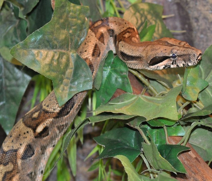 Pet Store Murfreesboro, TN Animal City Pet Center