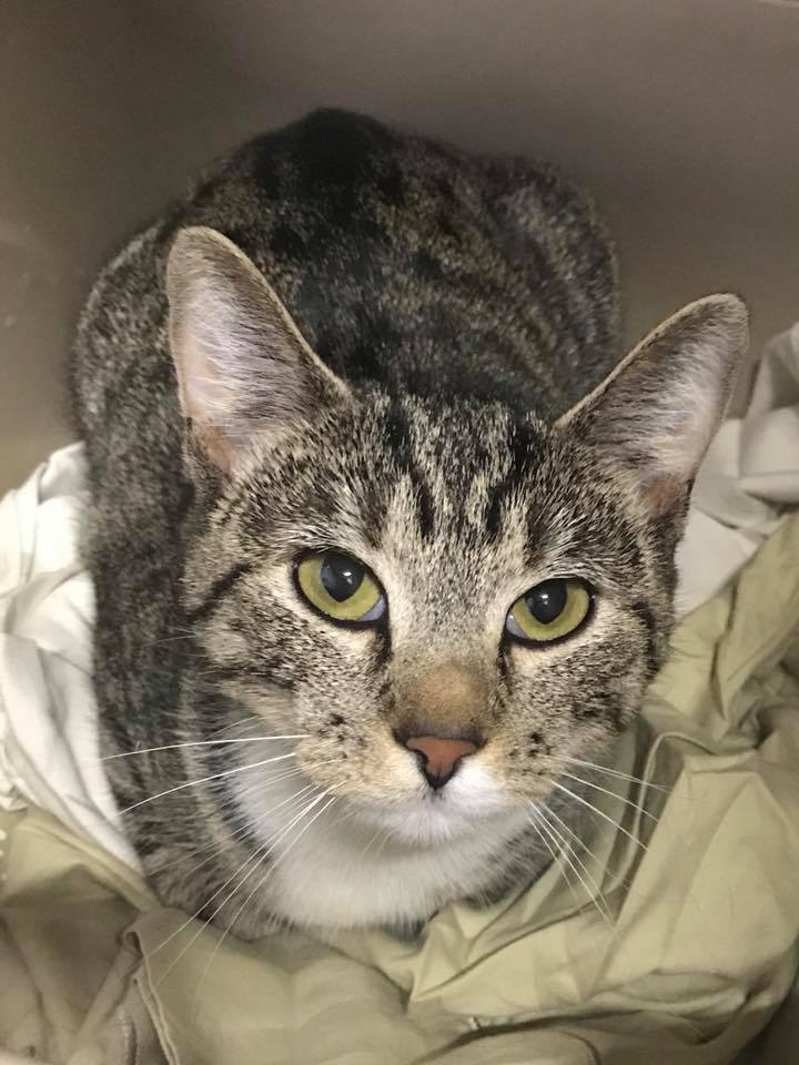 Our Pets Murfreesboro, TN Animal City Pet Center