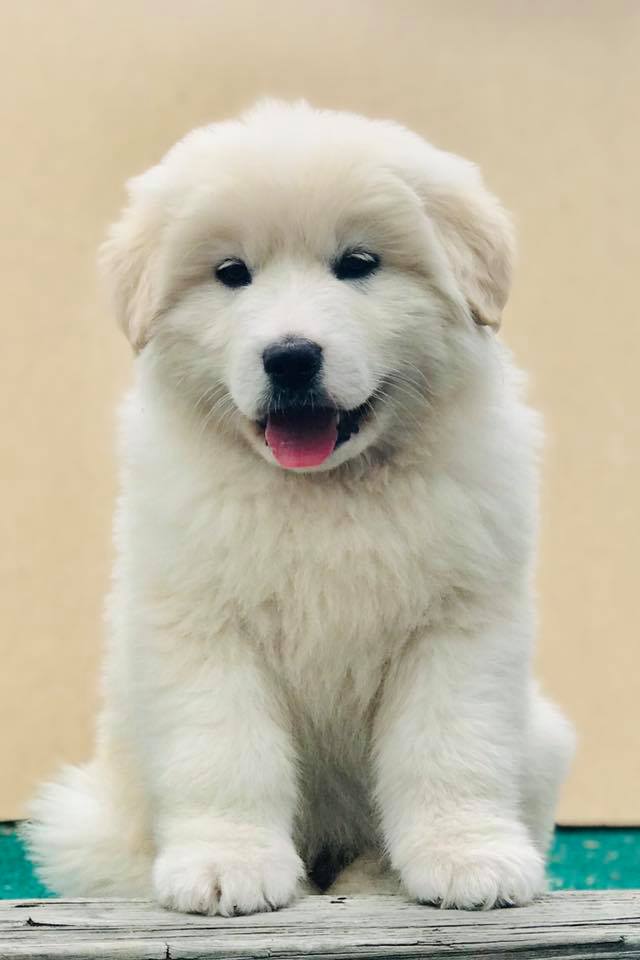 Our Pets Murfreesboro, TN Animal City Pet Center