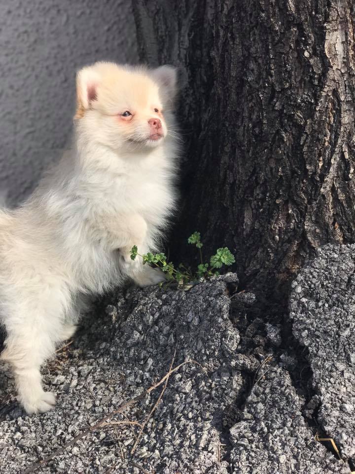 Our Pets Murfreesboro, TN Animal City Pet Center