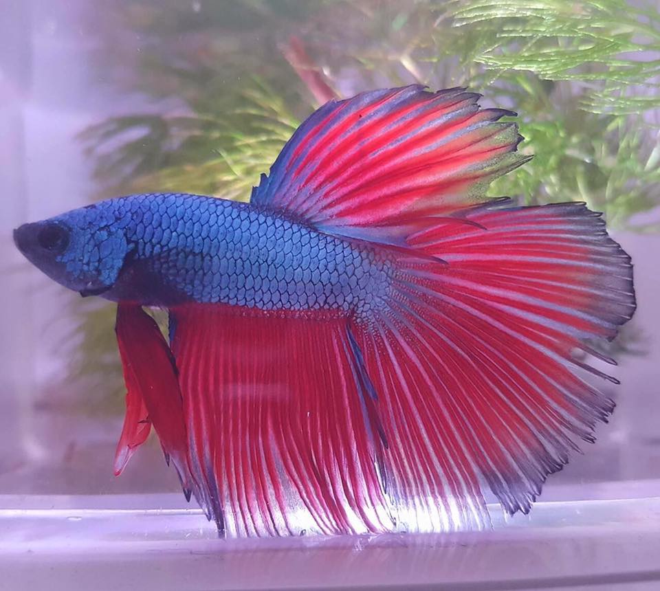 Pet Store Murfreesboro, TN Animal City Pet Center