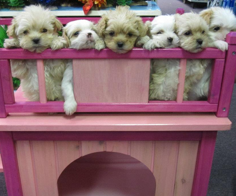 Pet Supplies Murfreesboro, TN Animal City Pet Center