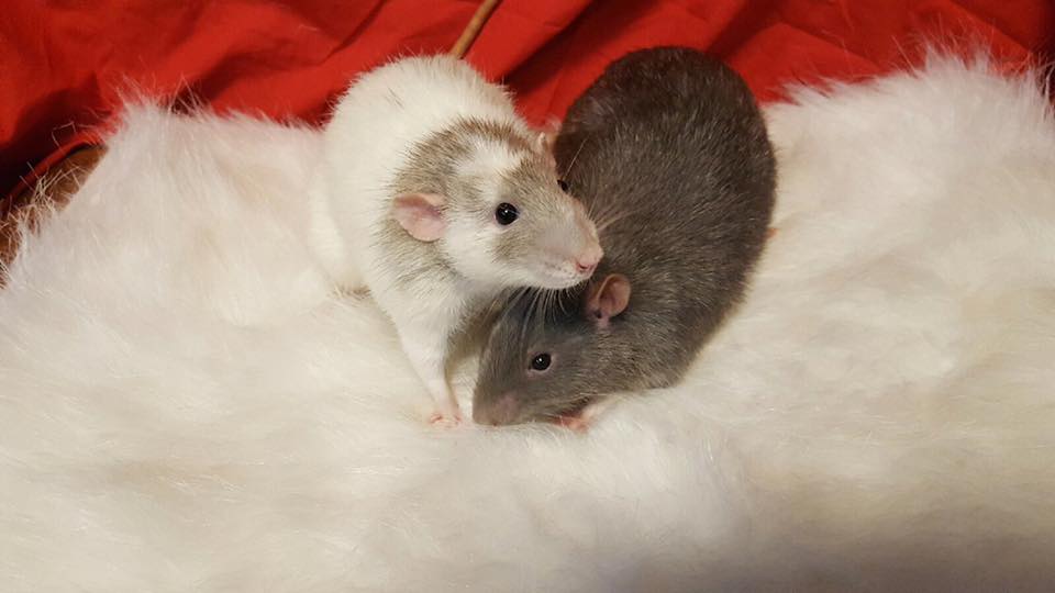 Our Pets Murfreesboro, TN Animal City Pet Center