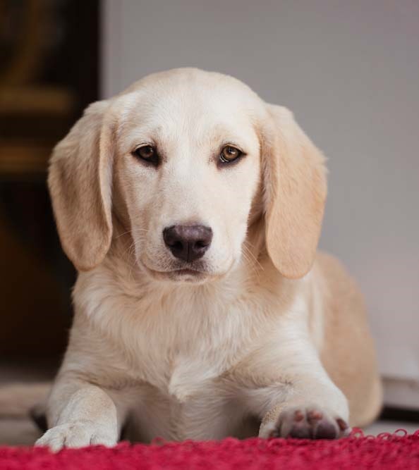 ashley veterinary clinic