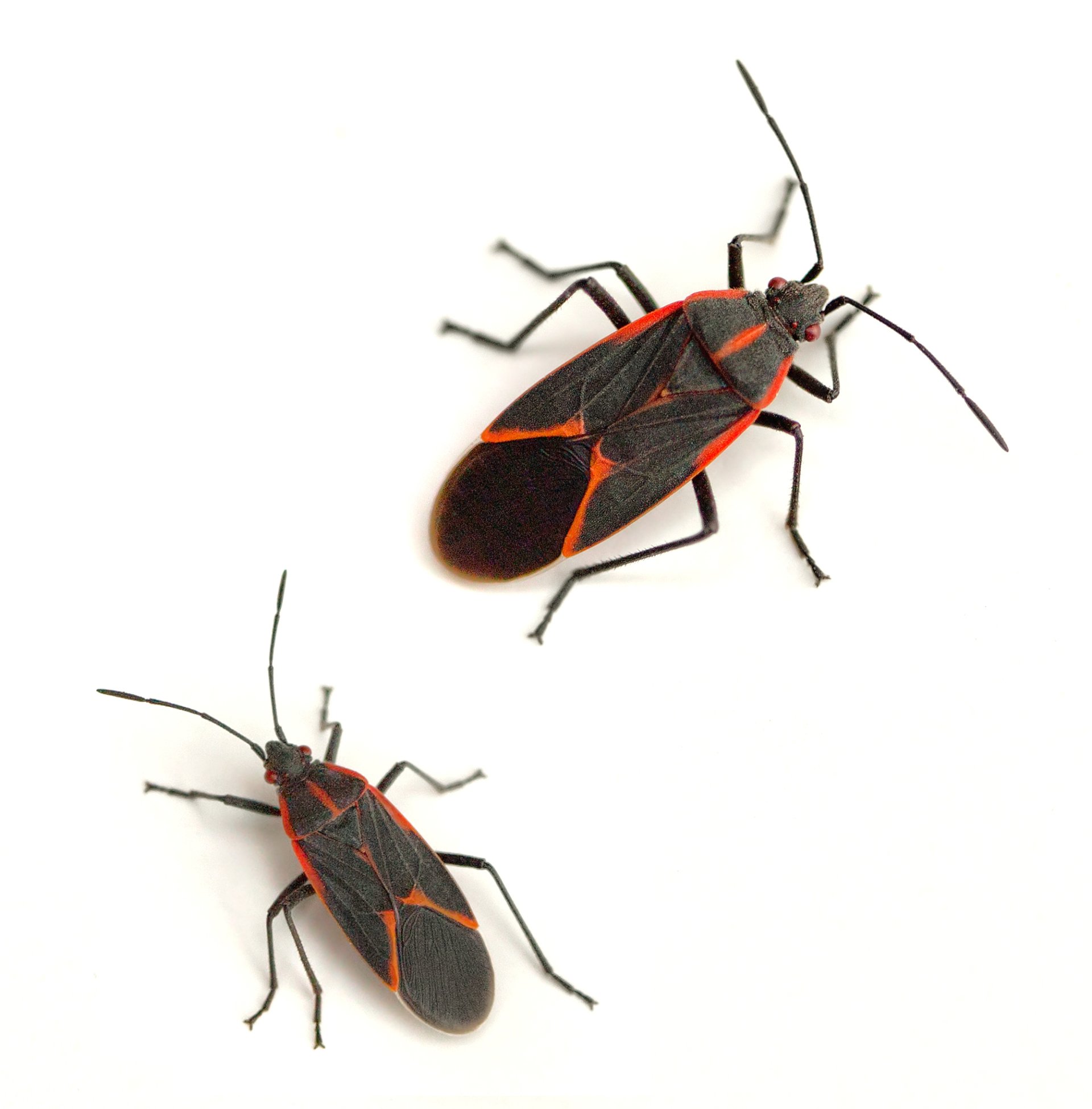 Pest Control Experts Quad Cities Area IowaIllinois Termite & Pest
