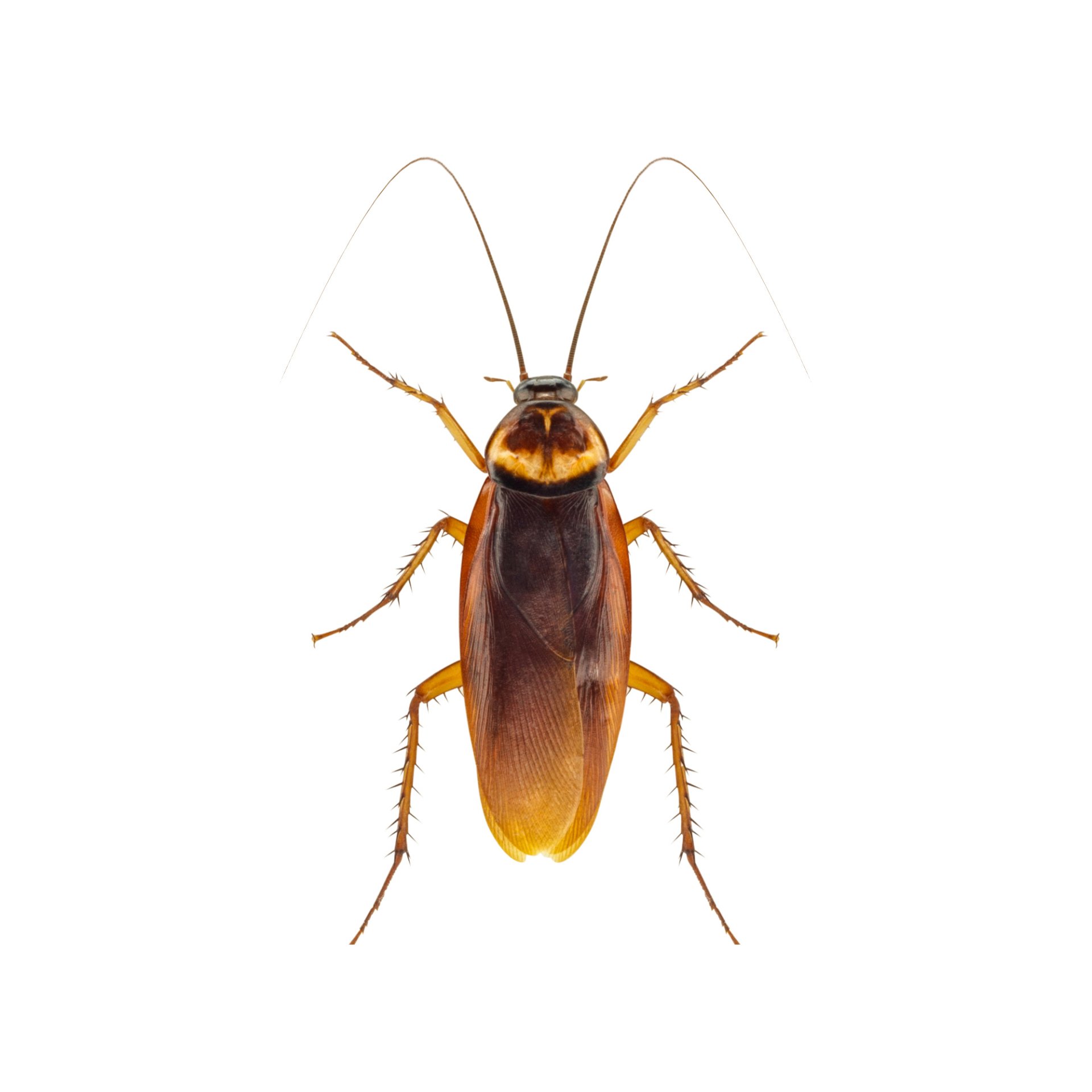 Pest Control Experts Quad Cities Area IowaIllinois Termite & Pest
