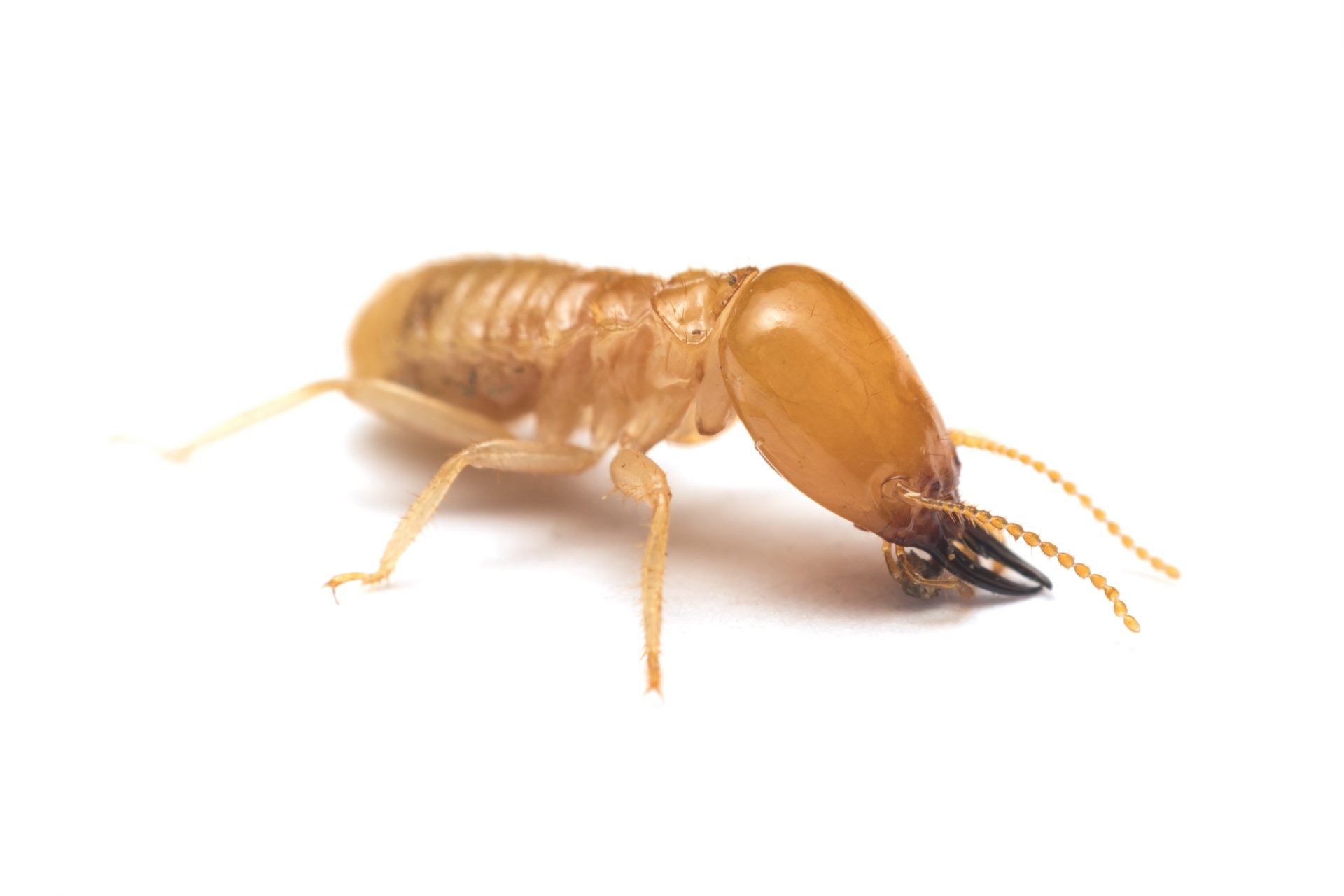 Pest Control Experts Quad Cities Area IowaIllinois Termite & Pest