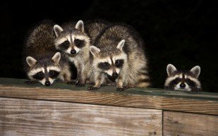 Wild life removal services | Billings, MT | Armstrong Pest ...