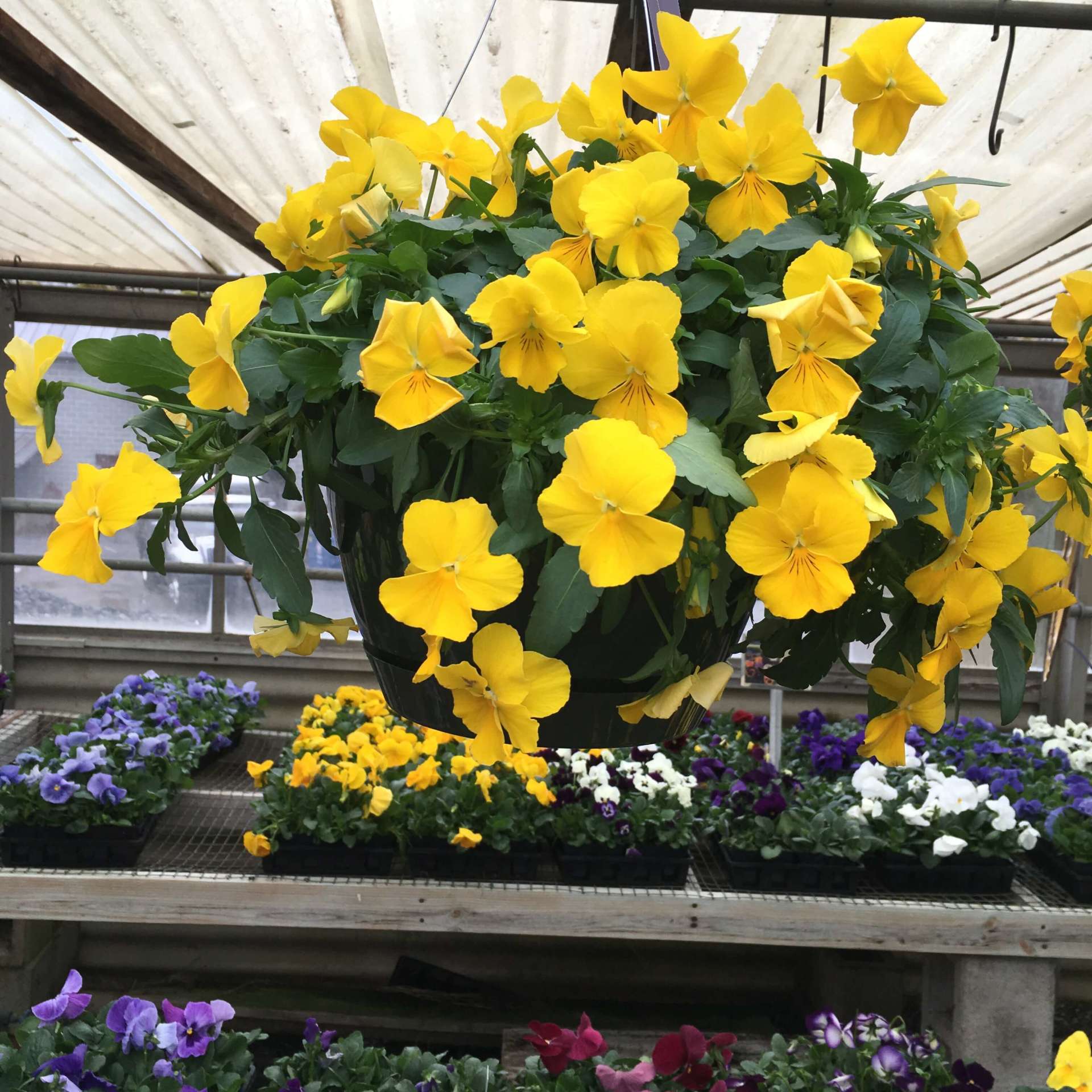 Garden Center | West Chester, PA | Gallery