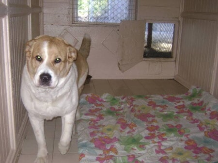 Musbro Kennels Ranch House Inc