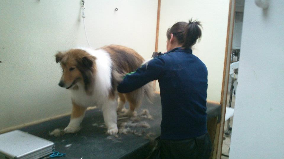 Musbro Kennels Ranch House Inc