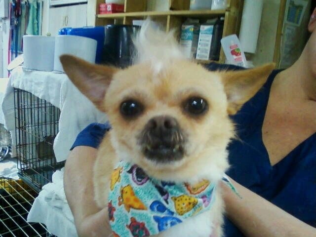 Musbro Kennels Ranch House Inc