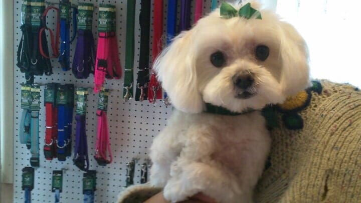 Musbro Kennels Ranch House Inc