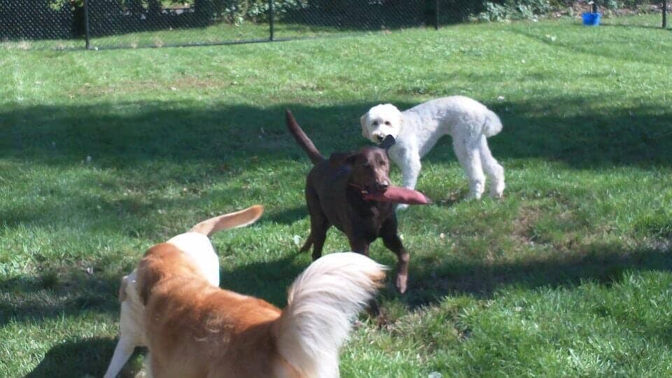 Pet Grooming & Boarding Orangeburg, NY Musbro Kennels