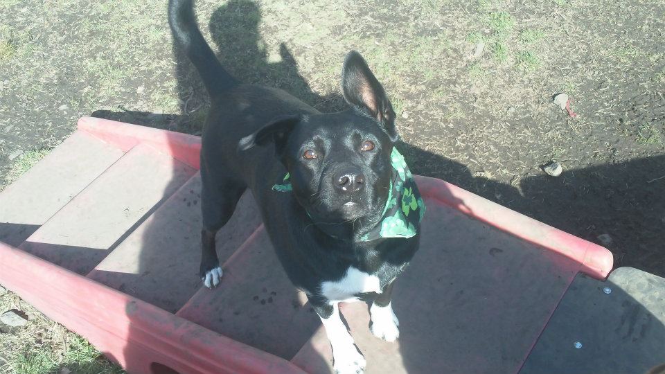 Pet Grooming & Boarding Orangeburg, NY Musbro Kennels