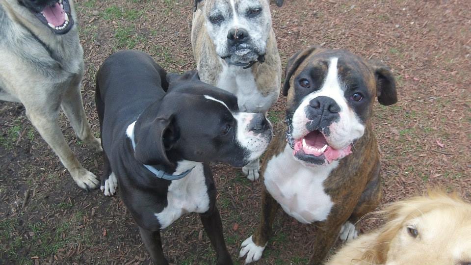 Pet Grooming & Boarding Orangeburg, NY Musbro Kennels