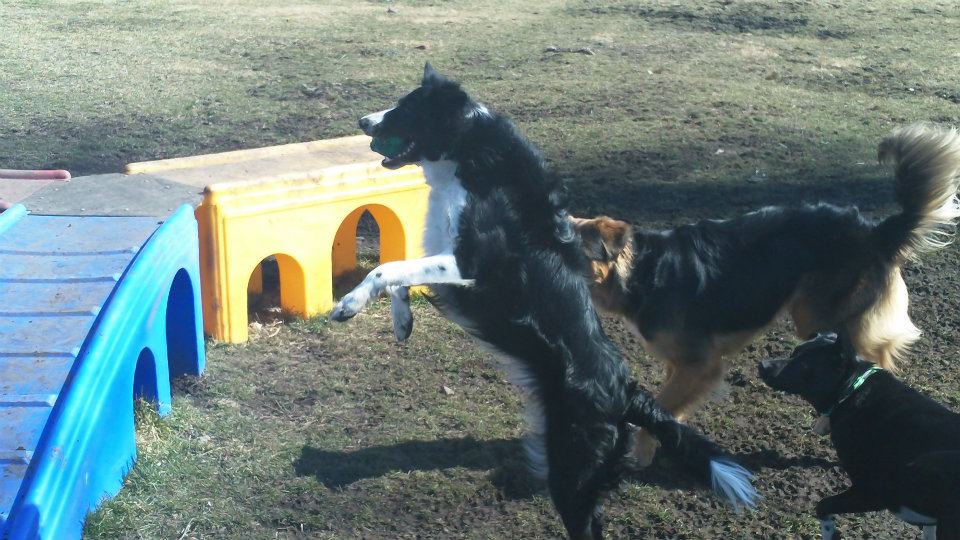 Pet Grooming & Boarding Orangeburg, NY Musbro Kennels