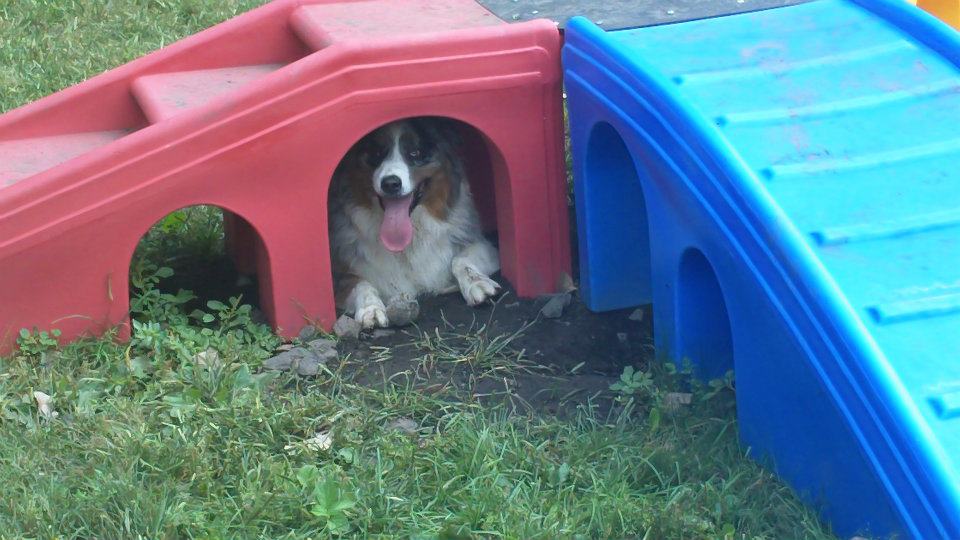 Pet Grooming & Boarding Orangeburg, NY Musbro Kennels