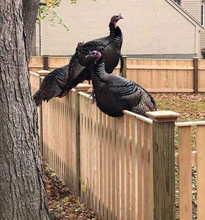Wooden Fence Contractor in Bridgewater, MA